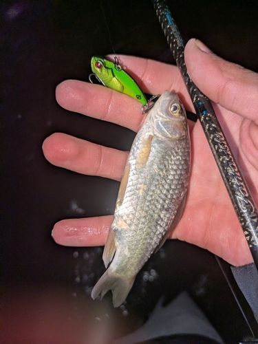 マブナの釣果