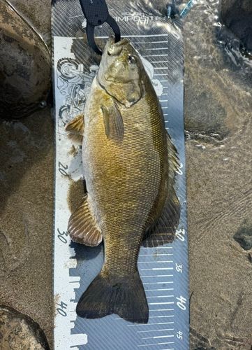 スモールマウスバスの釣果