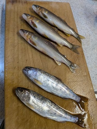 ヤマメの釣果