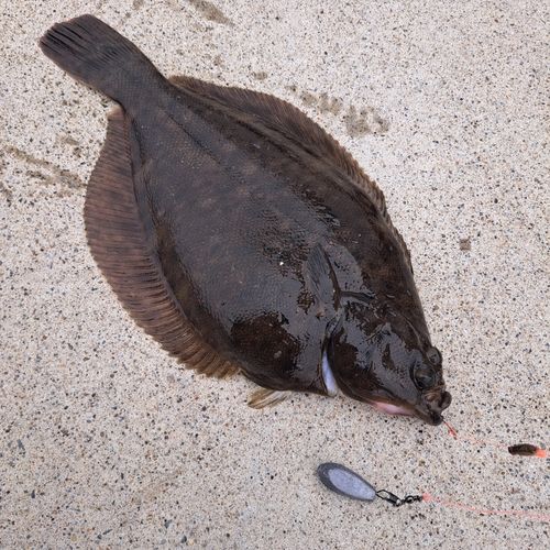 釣果