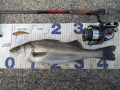 シーバスの釣果