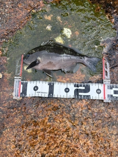 グレの釣果