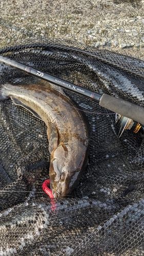 アブラコの釣果