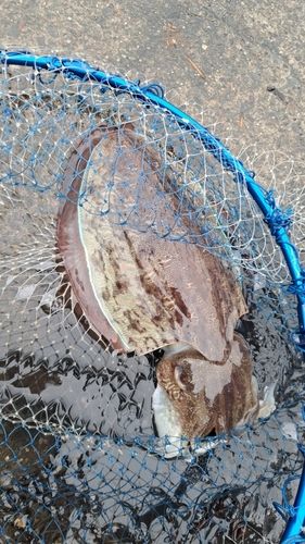 コウイカの釣果