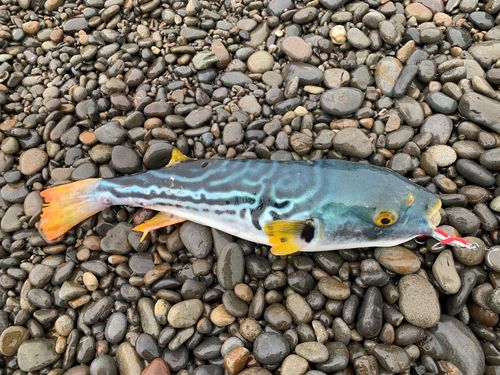 シマフグの釣果