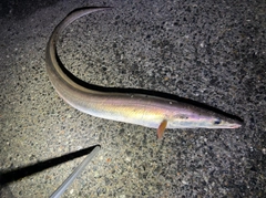 ハモの釣果