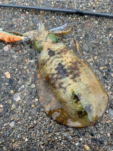 アオリイカの釣果