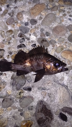 アカメバルの釣果