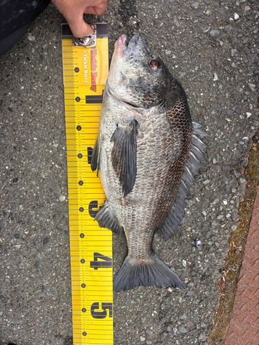 クロダイの釣果