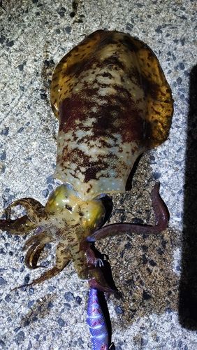 アオリイカの釣果