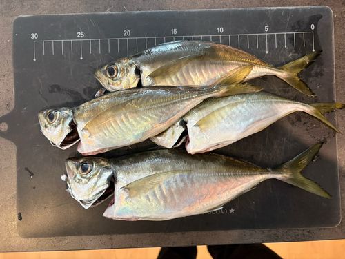アジの釣果
