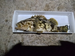 タケノコメバルの釣果