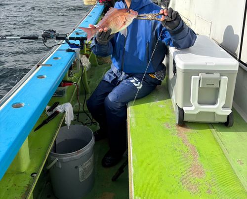 タイの釣果