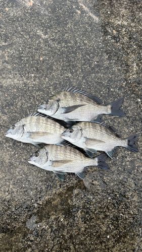 チヌの釣果