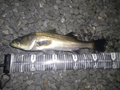 セイゴ（マルスズキ）の釣果