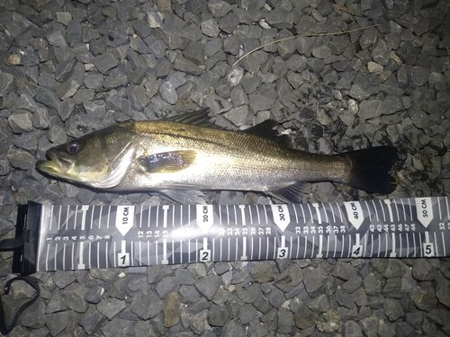 セイゴ（マルスズキ）の釣果