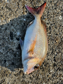 タイの釣果