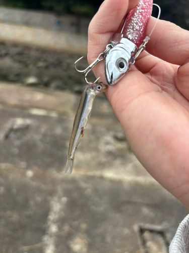 アユの釣果