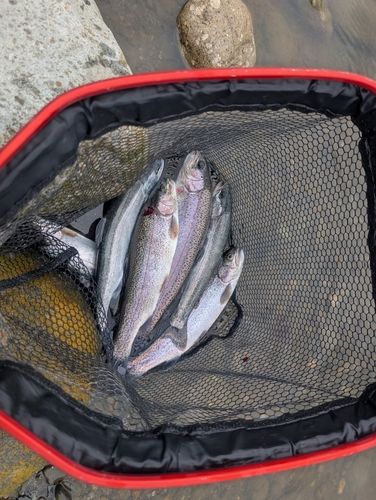 レインボートラウトの釣果