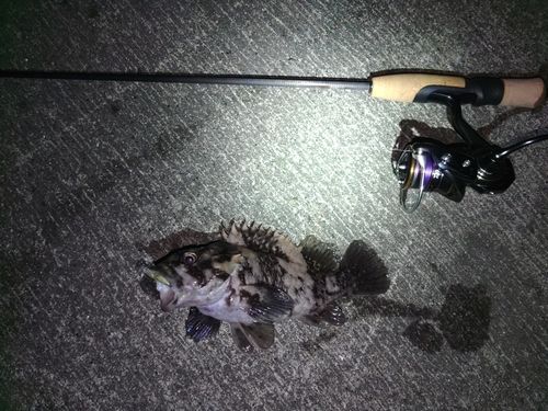 ムラソイの釣果