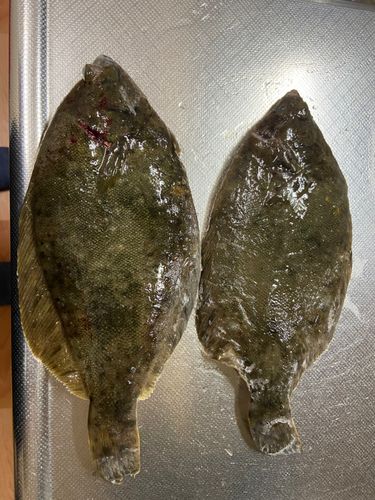 カレイの釣果