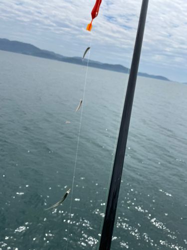 カタクチイワシの釣果