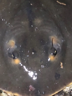 アカエイの釣果