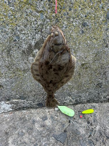 マガレイの釣果