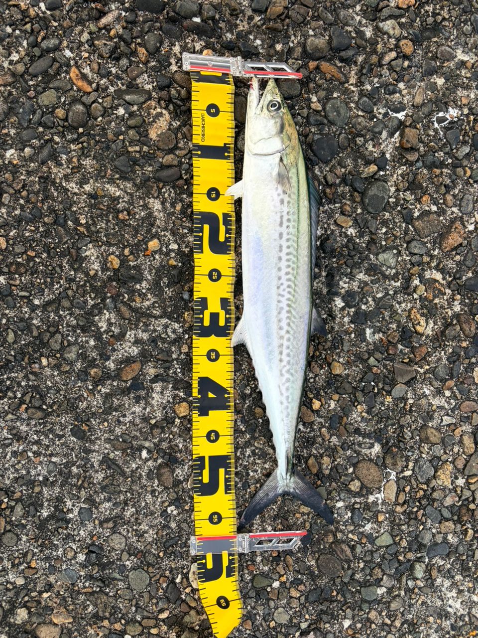 DAIWA 21オーバーゼア グランデ（サーフモデル） 103MHの最安値