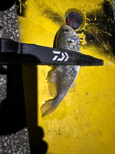 シログチの釣果