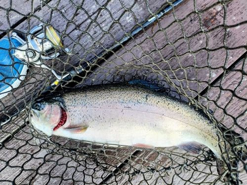 ニジマスの釣果