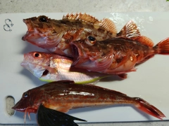 カサゴの釣果