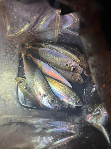 アジの釣果