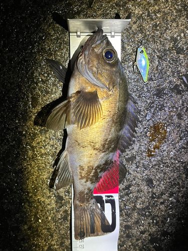 メバルの釣果