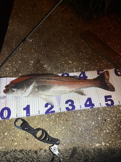 シーバスの釣果