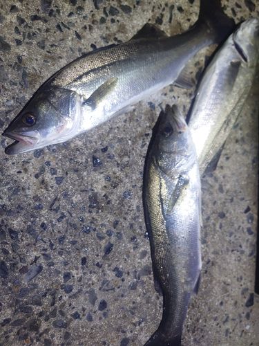 セイゴ（ヒラスズキ）の釣果
