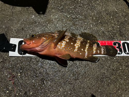 アコウの釣果
