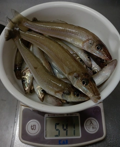 キスの釣果