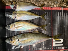 アジの釣果
