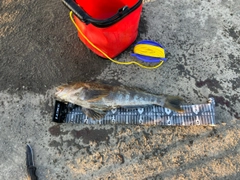 アブラコの釣果