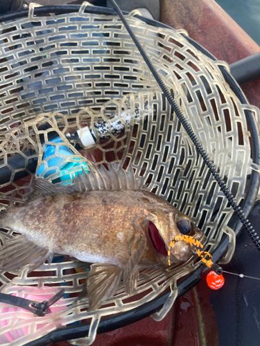 クロメバルの釣果