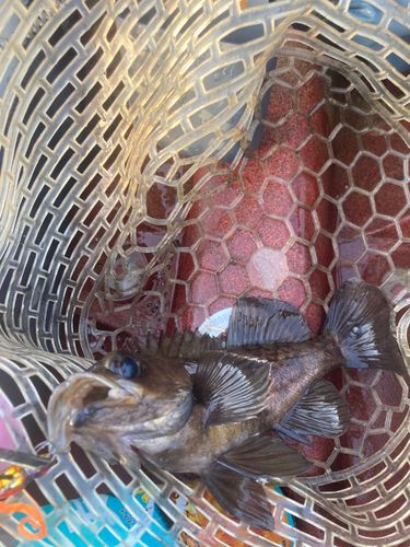 クロメバルの釣果