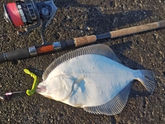 イシガレイの釣果