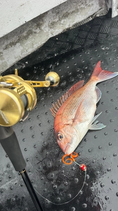 タイの釣果