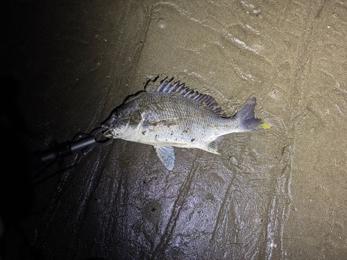 キビレの釣果
