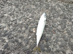 サバの釣果