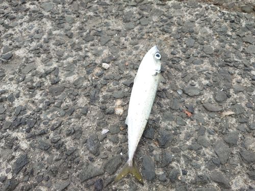 サバの釣果