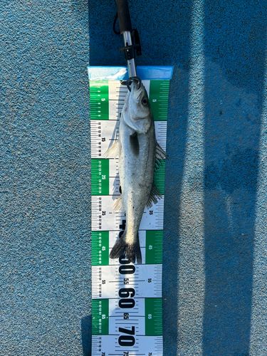 セイゴ（ヒラスズキ）の釣果