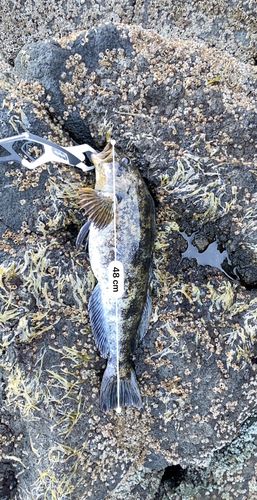 アブラコの釣果