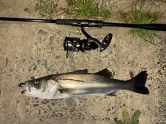 シーバスの釣果